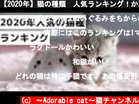 【2020年】猫の種類　人気ランキング！かわいいの一言  (c) 〜Adorable cat〜猫チャンネル